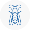 Skegness Wasp Nest Removal